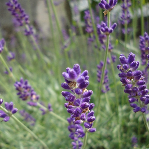 [X8020] Lavande angustifolia Hidcote - BIO