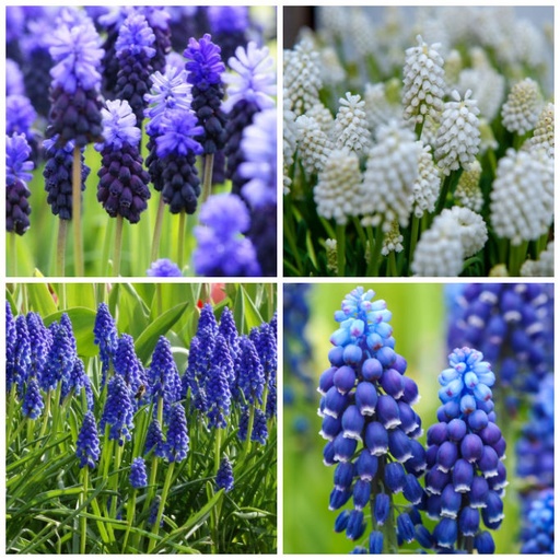 [A9035] Muscari Mélange Bleu-Blanc - BIO
