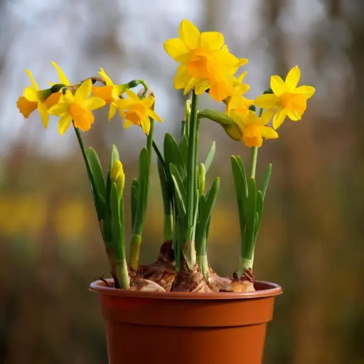 [P1002] Jonquille Tete-a-Tete en Pot - BIO
