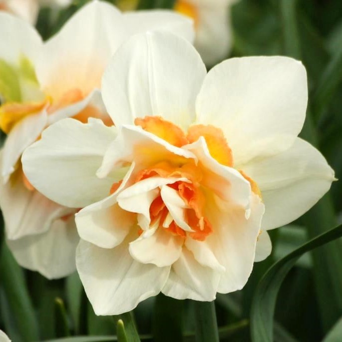 Narcissus Replete BIO Natural Bulbs FR