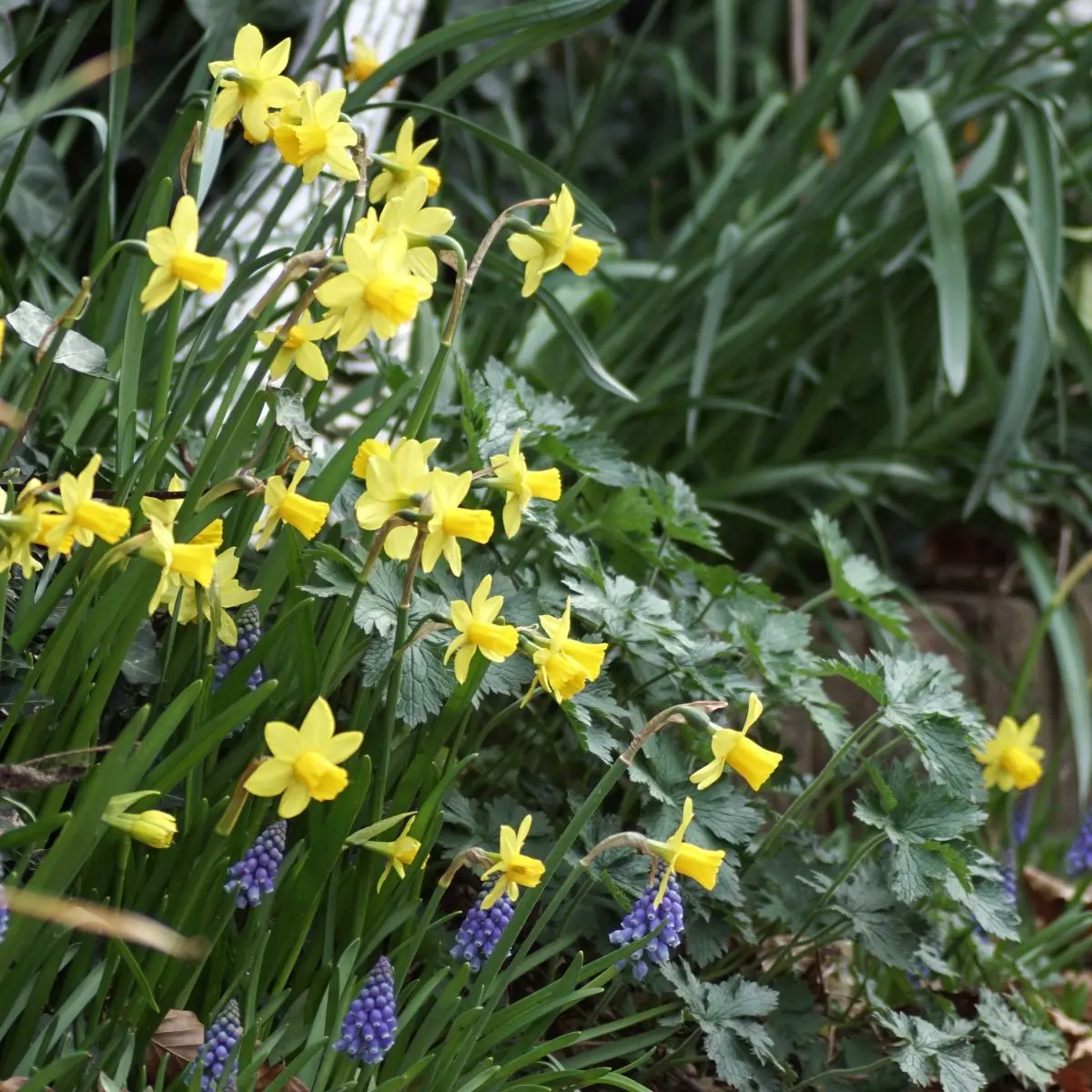 Bulbes Narcisse Tête à Tête – Jonquille Naine, Floraison Printanière | Taille 8-10, Jaune Vif