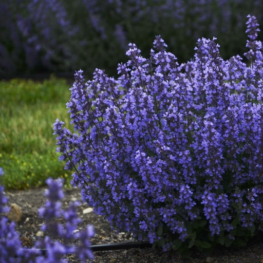 [B8054] Nepeta Cats Pyjamas - BIO