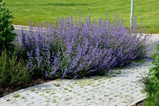 [X8025] Nepeta Walkers Low - Cataire - BIO