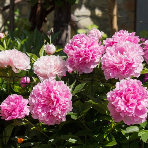 [X8056] Paeonia Sarah Bernhard - BIO