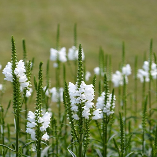[X8033] Physostegia vir. Alba - BIO