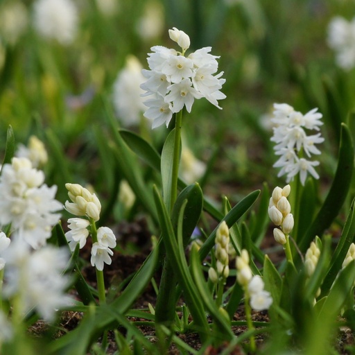 [A9043] Puschkinia Libanotica Alba - Scille du Liban - BIO