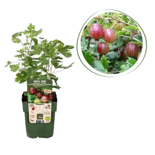 [F1003] Groseilles à Maquereau Rouge Buisson - BIO