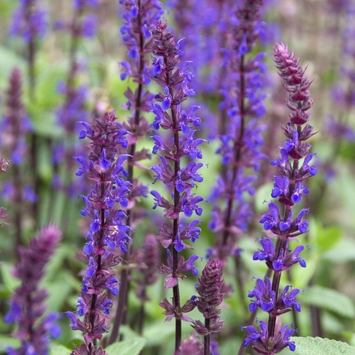 [B8061] Salvia Caradonna - Sauge - BIO