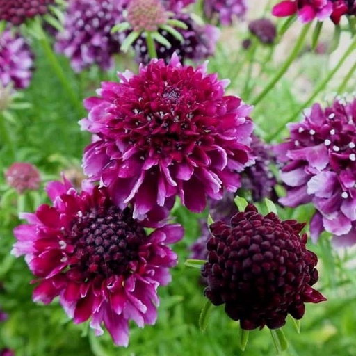[B8067] Scabiosa Barocca - BIO