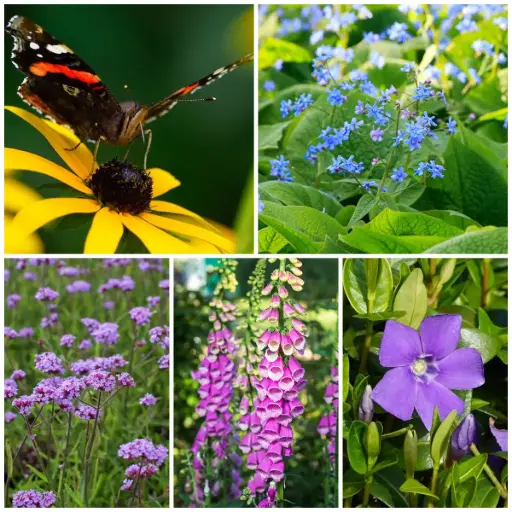 [X8902] Plantes Vivaces pour Ombre - BIO