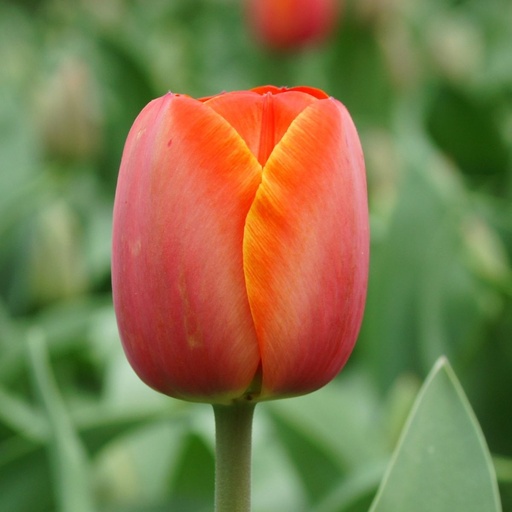 [A1056] Tulipa Ad Rem - BIO