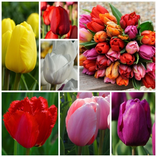 [A1030] Tulipa Mix - BIO