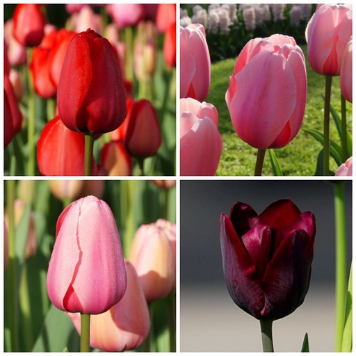 [A1036] Tulipa Mix VELT - BIO