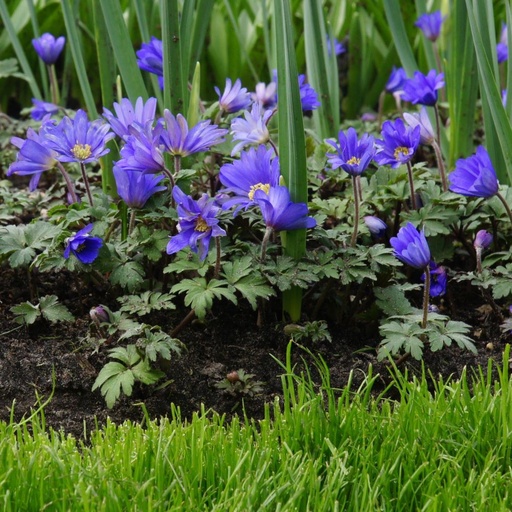[A9045] Anemone Blanda - Anémone de Grèce - BIO