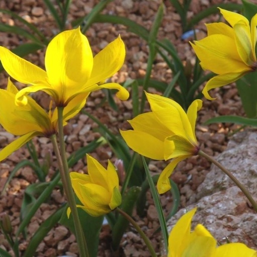 [A1081] Tulipe Sauvage - Tulipa Sylvestris - BIO