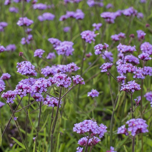 [B8042] Verveine de Buenos Aires - Verbena Lollipop - BIO