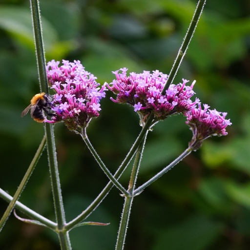 [X8041] Verbena Bonariensis - BIO