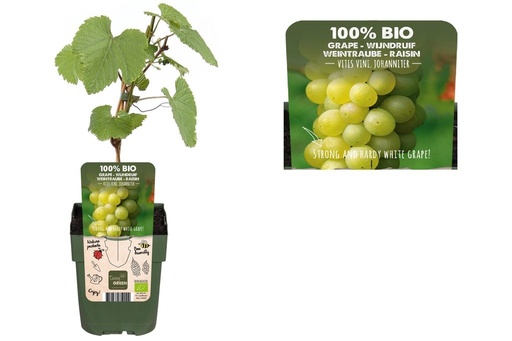 [F1012] Raisin blanc (vitis vinifera) - BIO