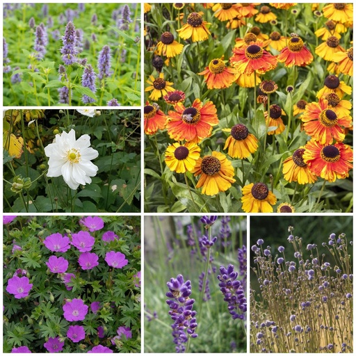 [X8901] Plantes Vivaces pour Soleil - BIO