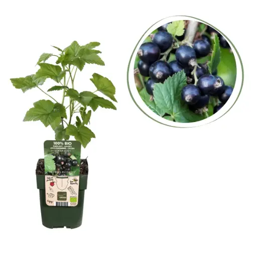[F1011] Cassis Noir Buisson - BIO